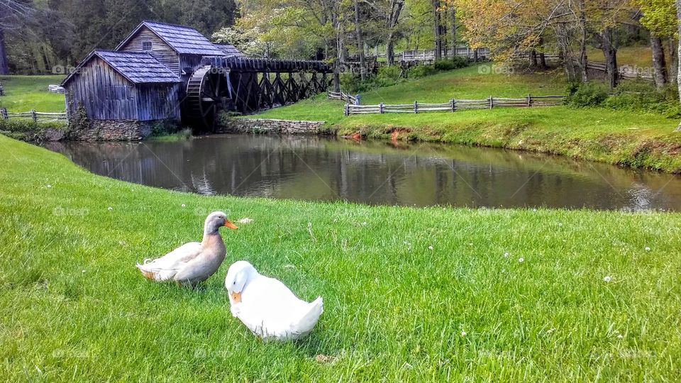 "Ducks By The Millpond"
Mabry's Mill on The Blue Ridge Parkway in Meadows of Dan, Virginia.