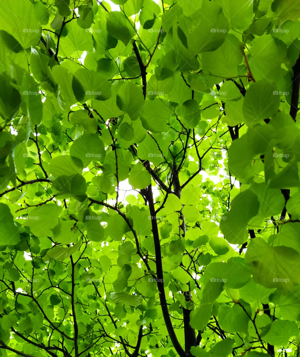 leafs