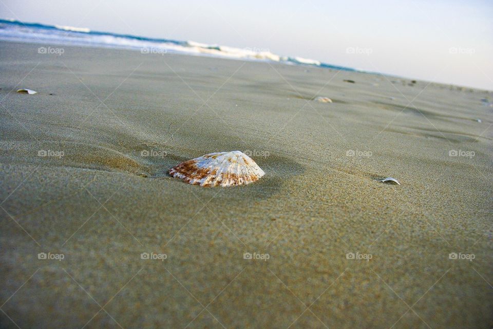 Best of the best. This shell was captured on the beach at low tide