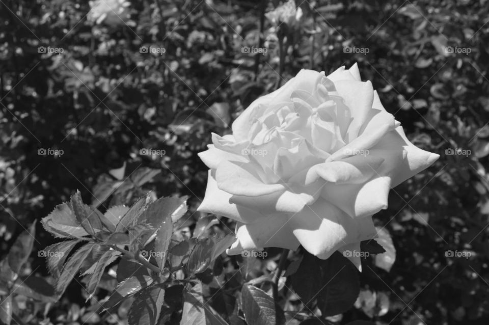 Black and white rose 