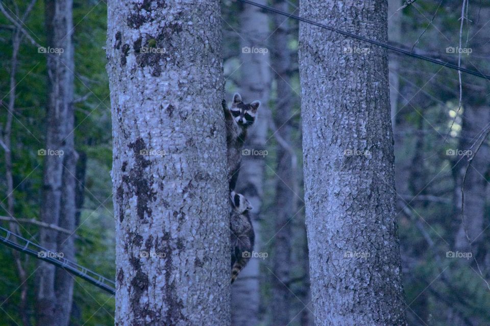 Raccoons in a tree
