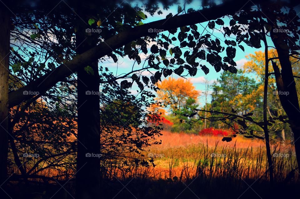 Beautiful Fall day in Michigan. Pure Michigan