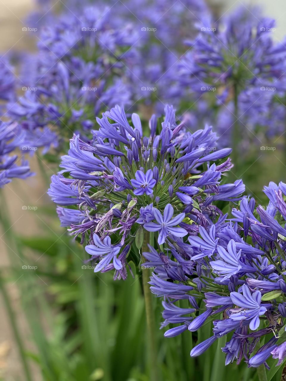 “As for man, his days are as grass: As a flower of the field, so he flourisheth.”
Psalm‬ ‭103:15‬ ‭