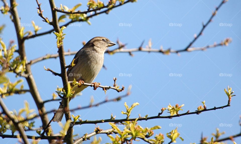 Sparrow in a tree . Wild bird