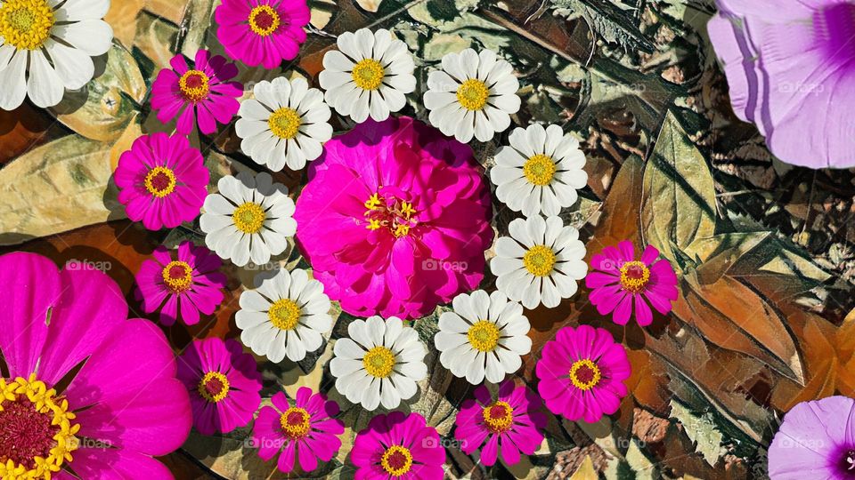 Pink zinnia flower circle, one zinnia elegants flower as the center, 9 pink zinnia flowers surround elegant zinnia. 10 white zinnia a incomplete circle.
