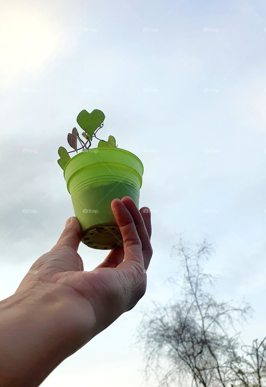 Growing Heart Shaped Morning Glory in Pot