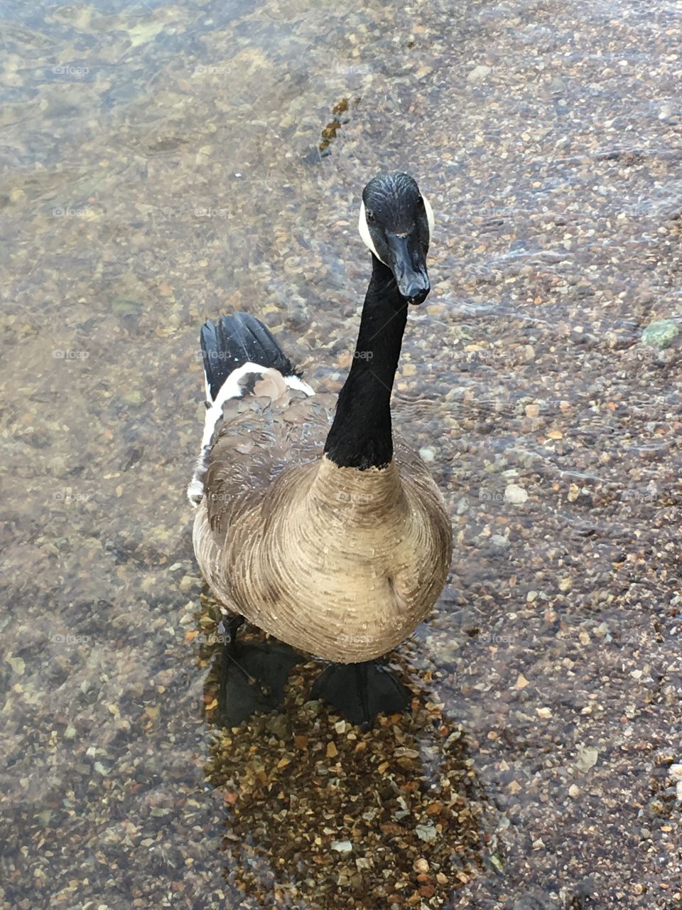 Goose