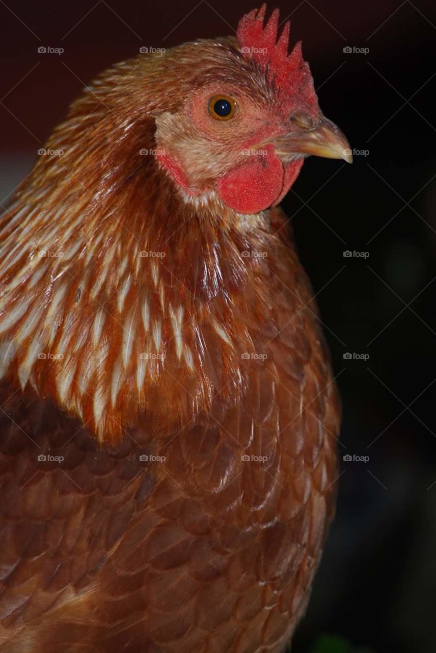 Red Chicken