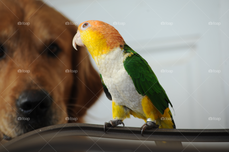 dog funny bird cute by lightanddrawing