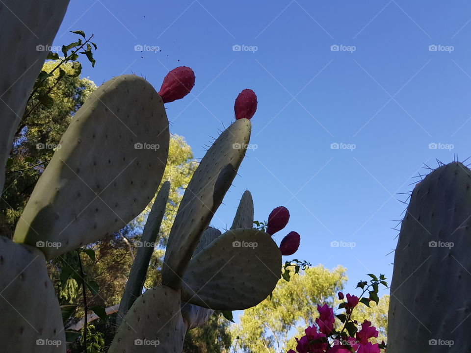 prickly pear plant