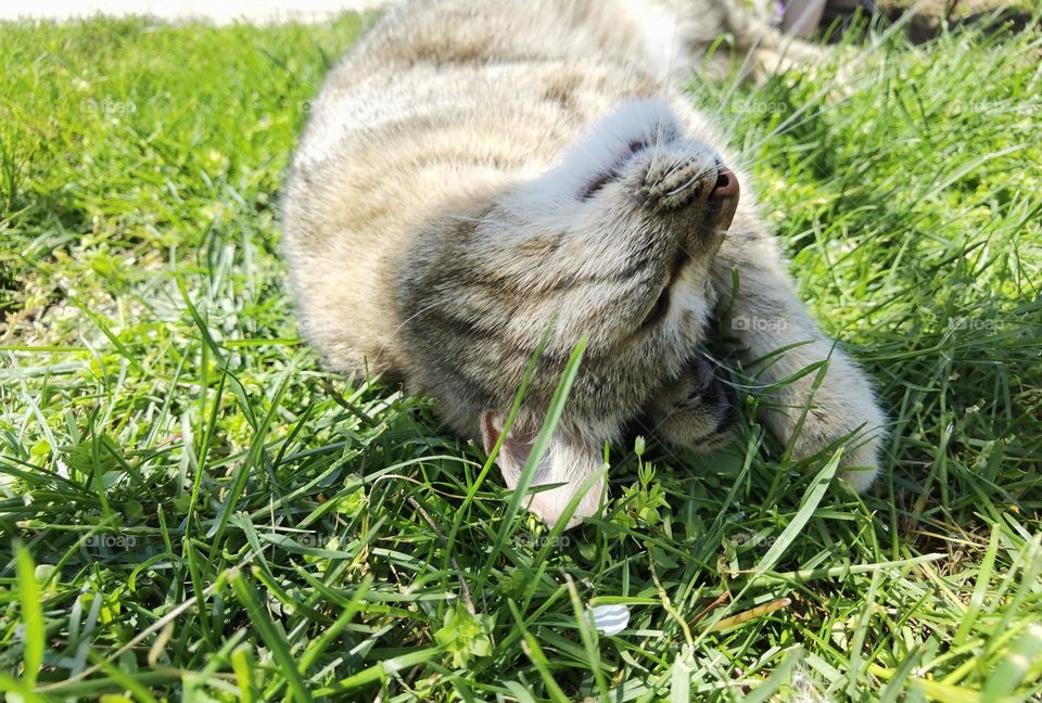 Kitty enjoys the grass