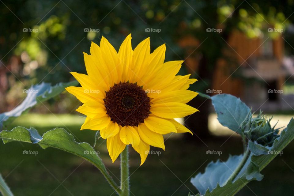 Sunflower