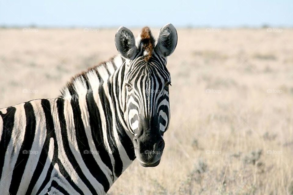 zebra