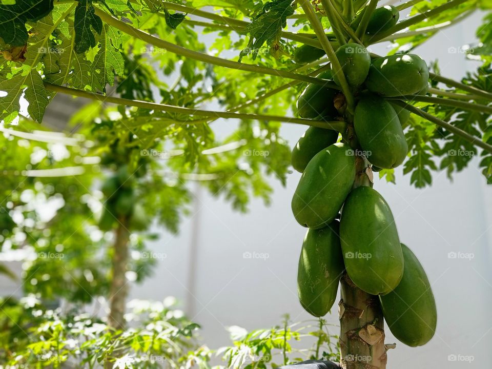 Papaya trees