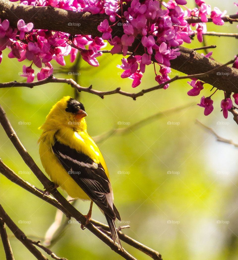 Yellow bird perching on branch