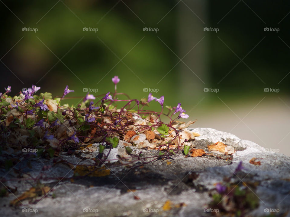 Wildflower on rock