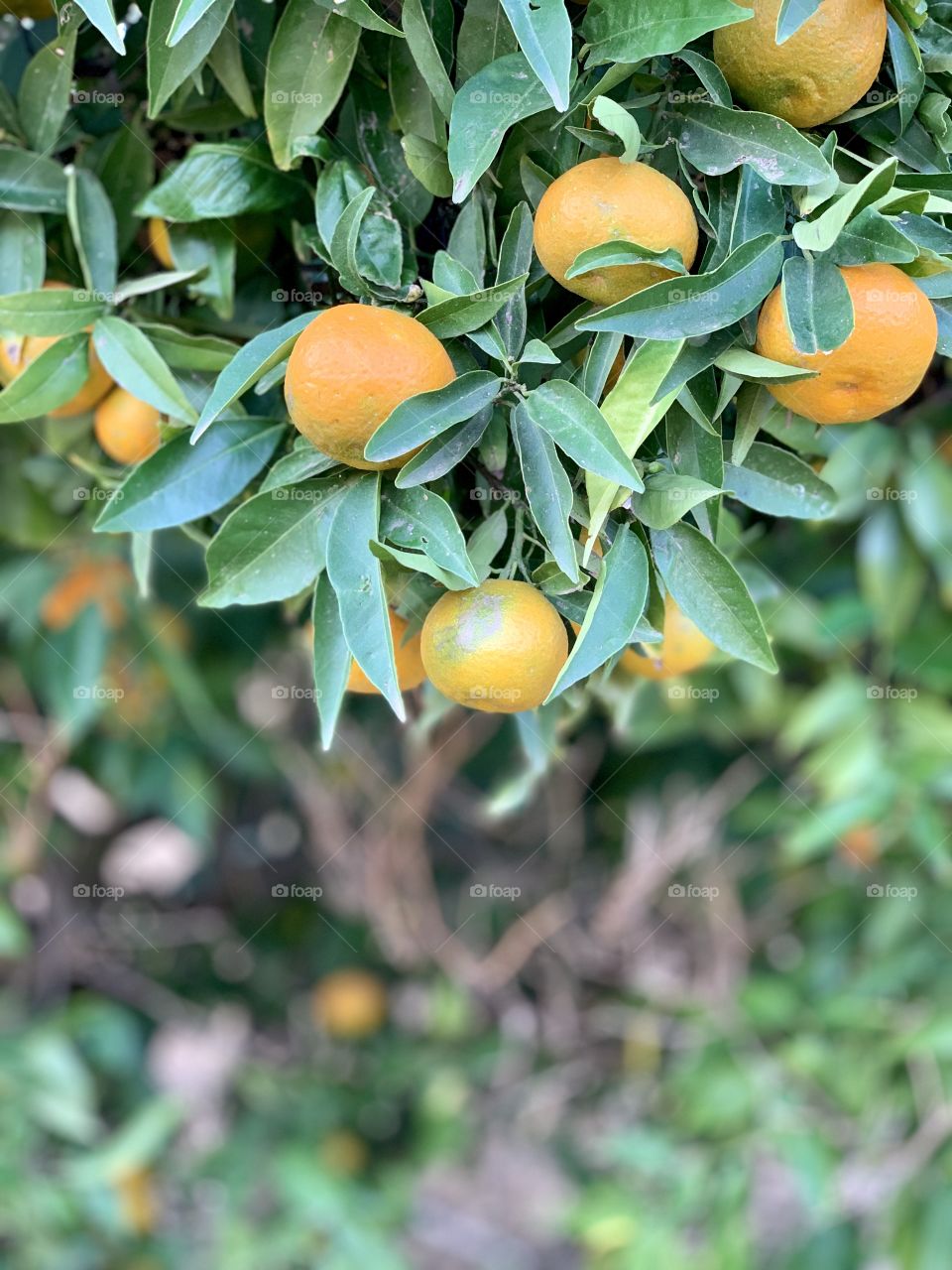 Citrus tree 