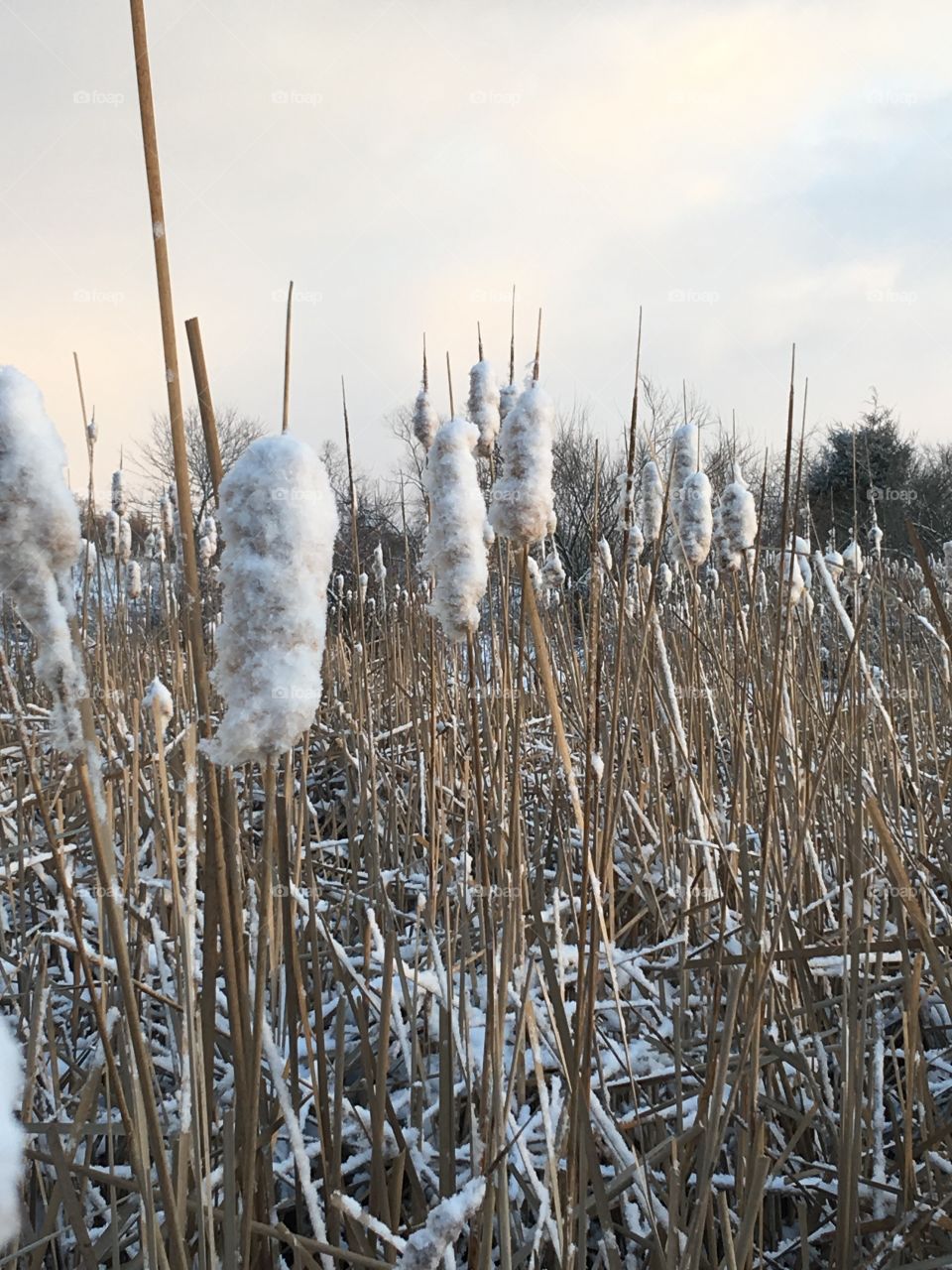 Snowy reeds