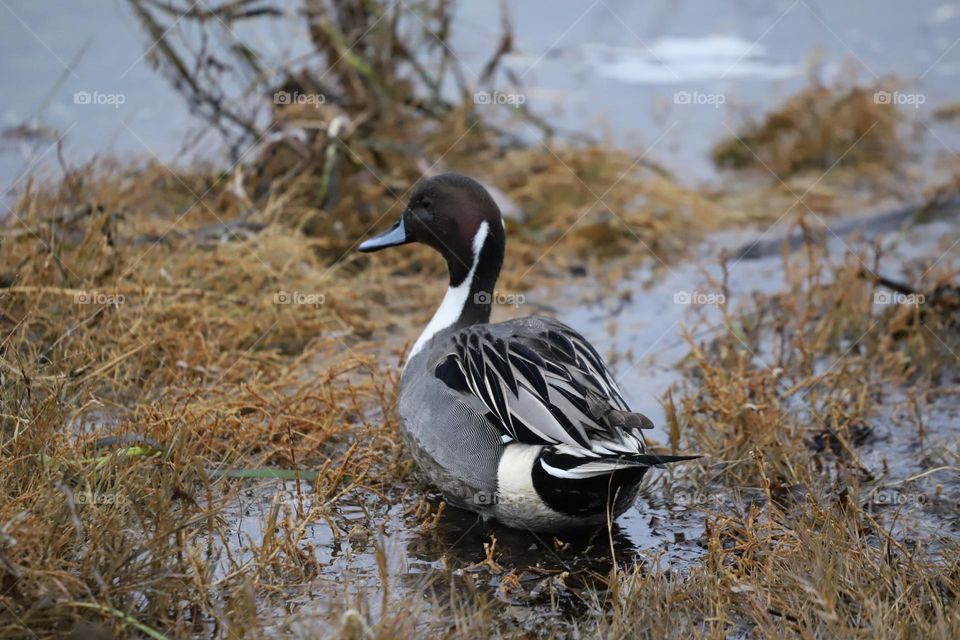 Duck in the water 