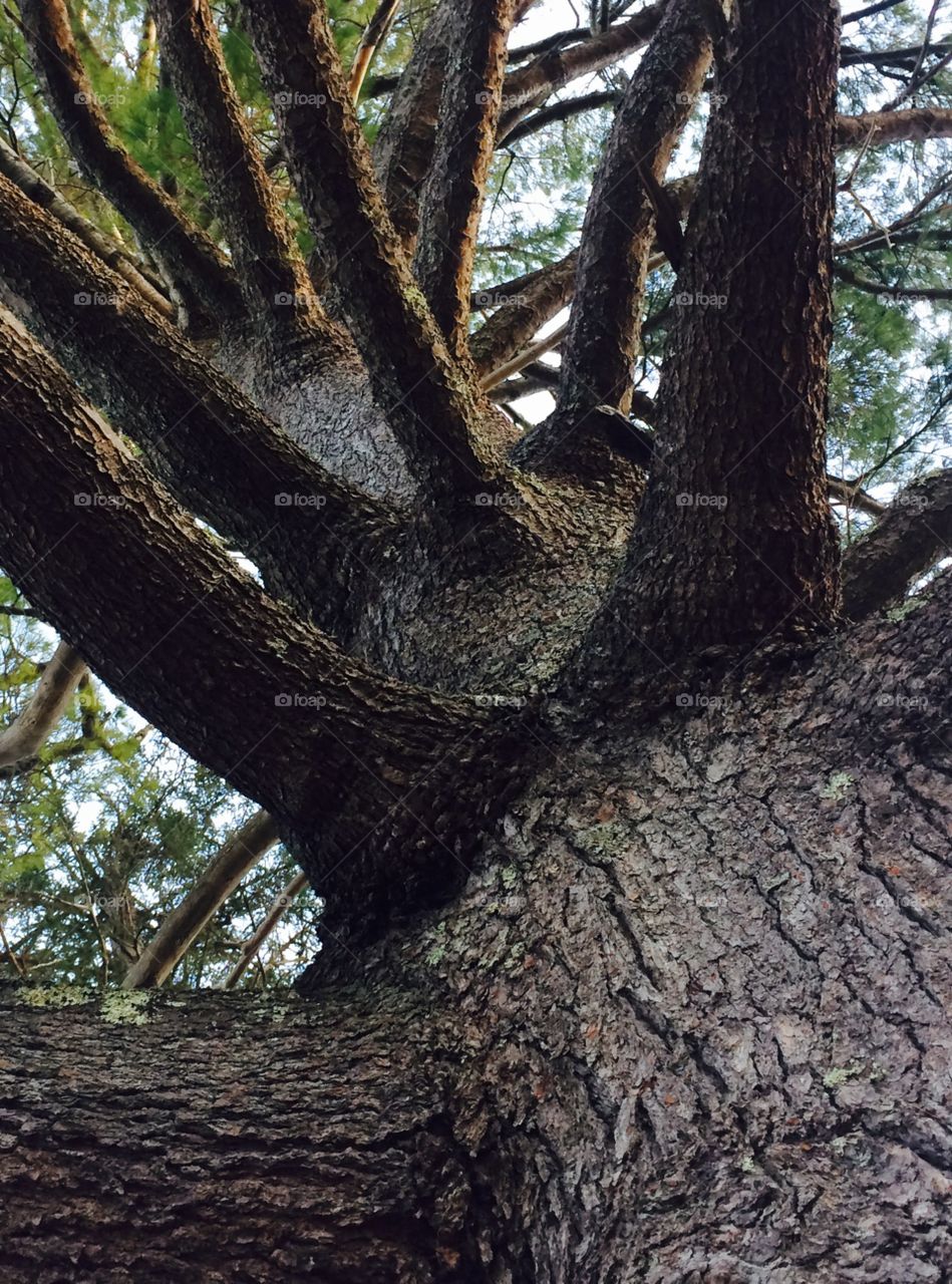 Giant pine tree
