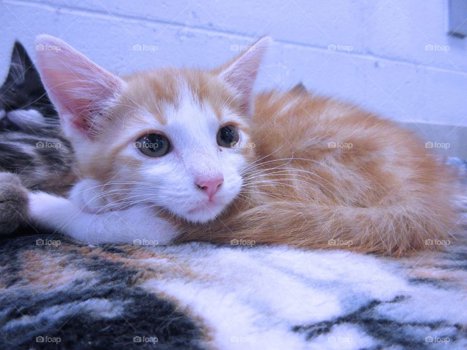 Orange and white tabby kitten