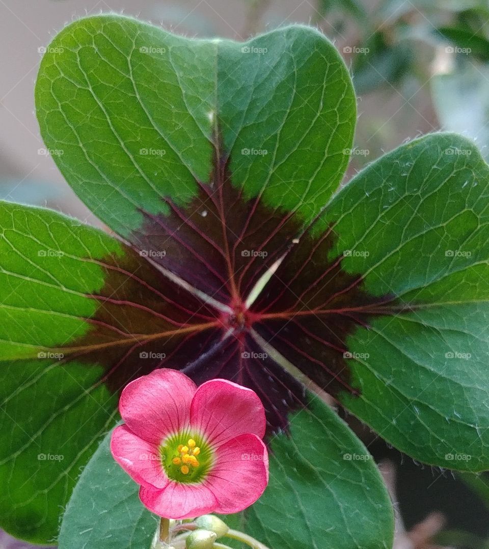 klee kleeblatt glück lucky. blühen Blüte blume green grün rosa vier Blätter