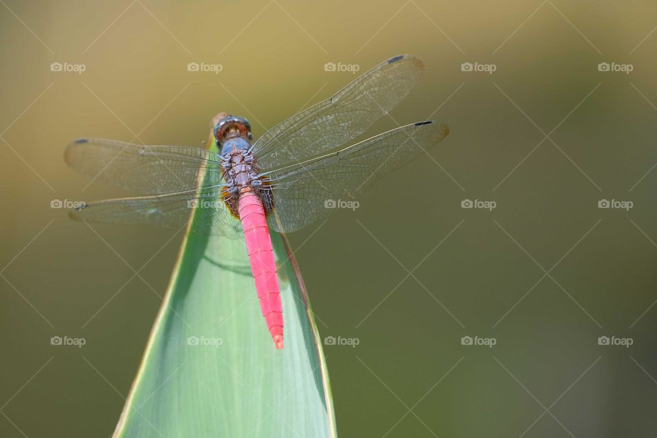 red dragonfly