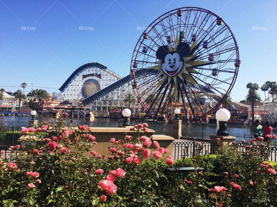 California Adventure at Disneyland! 