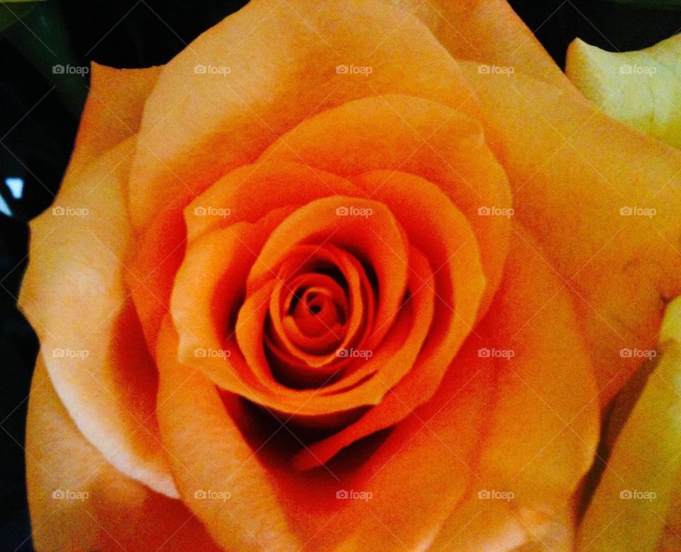 Bright Fire Colorful Rose