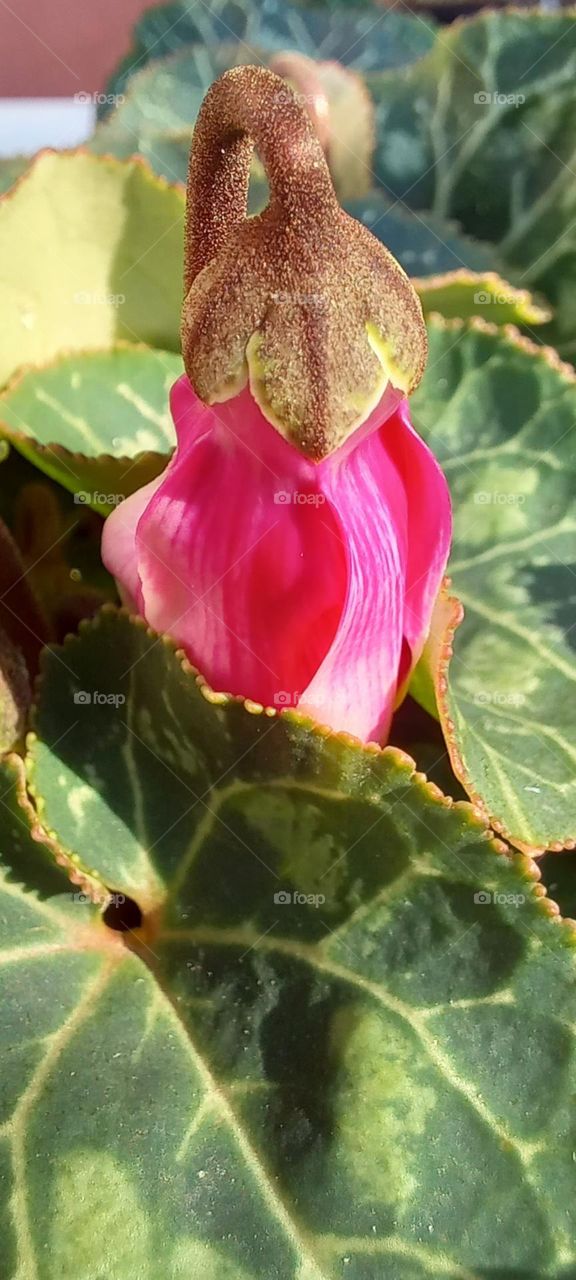 Cyclamen hederifolium