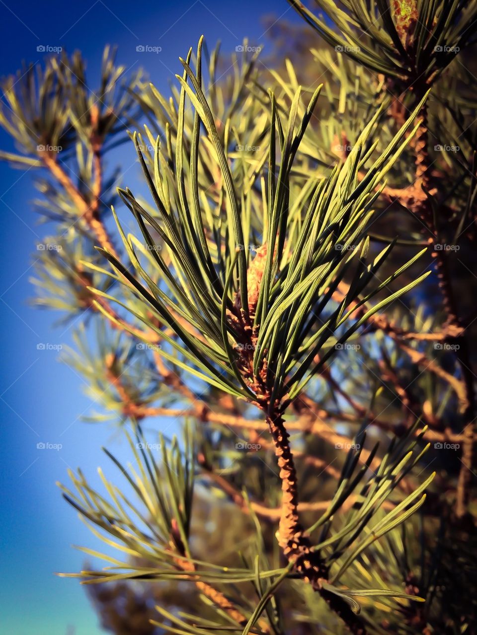 Pine needle