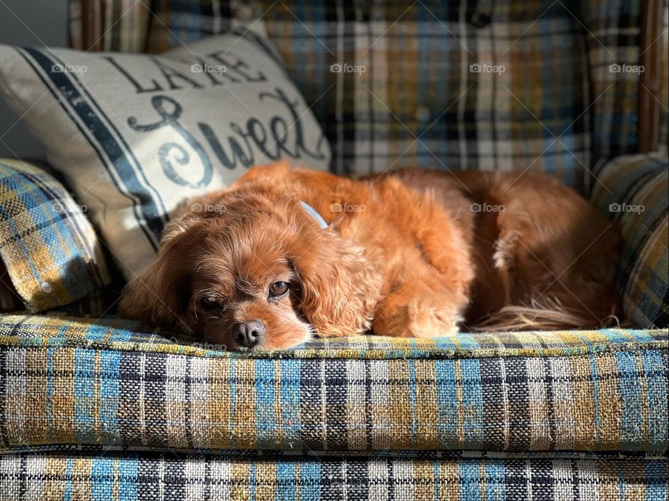 Sweet old dog laying in his favorite chair 