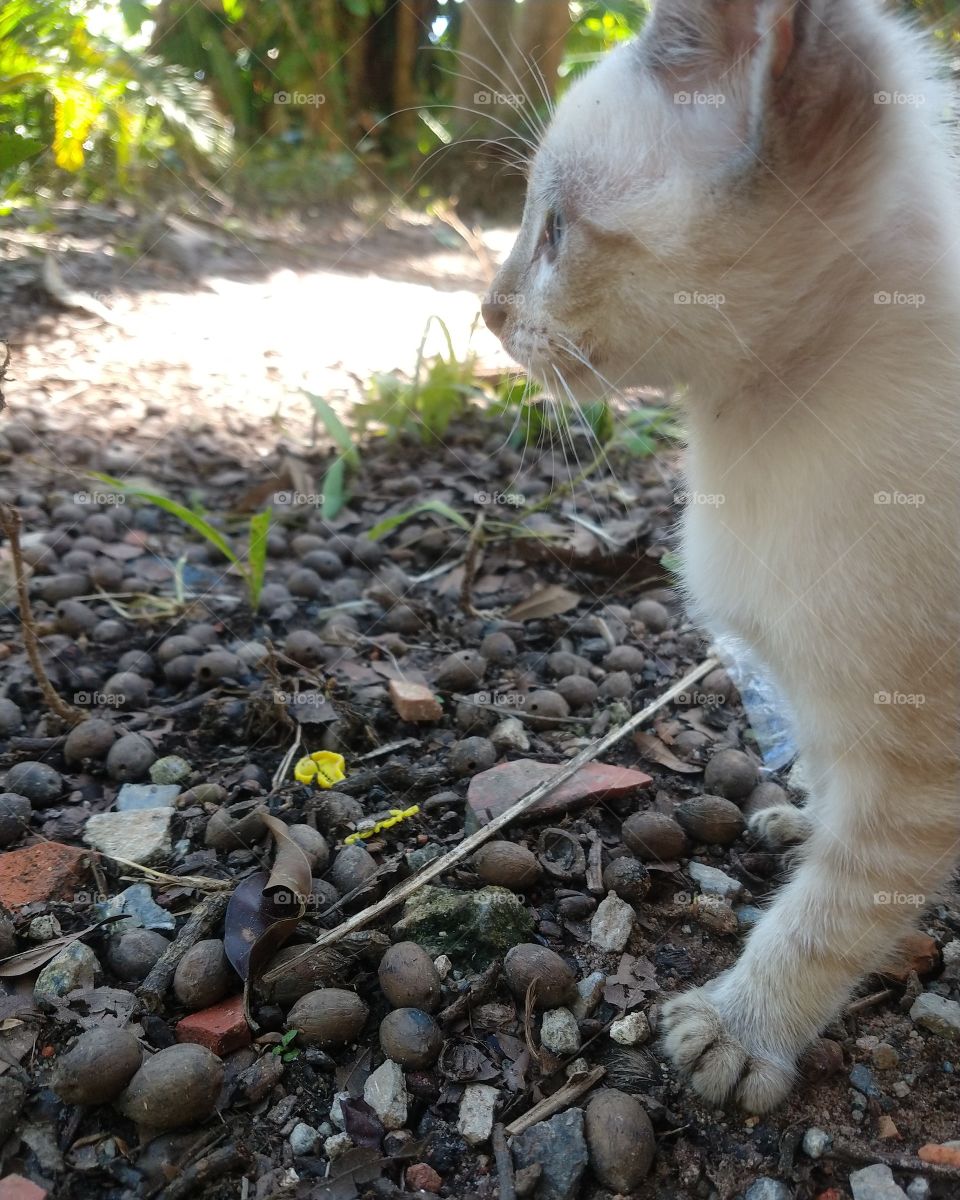 só observando