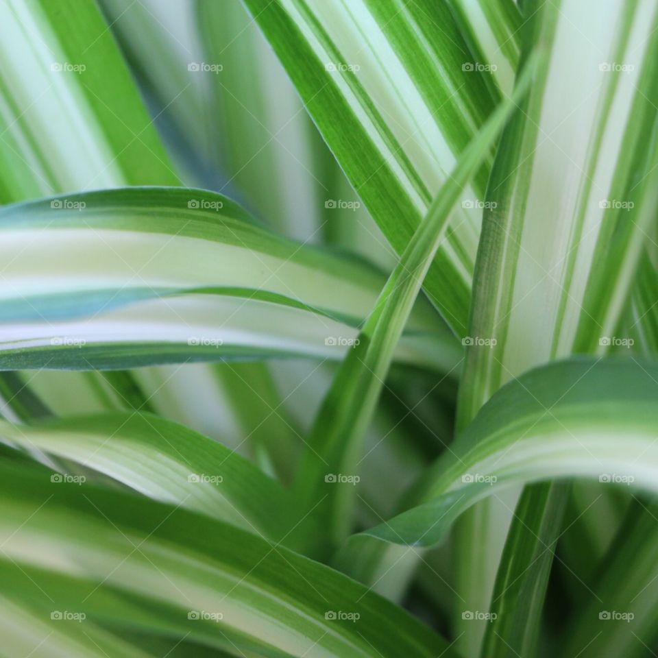 Lost in the green leaves