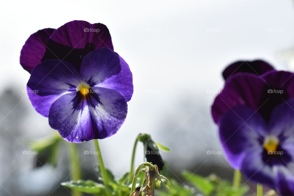 purple violas