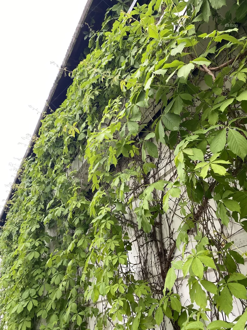 Ivy League