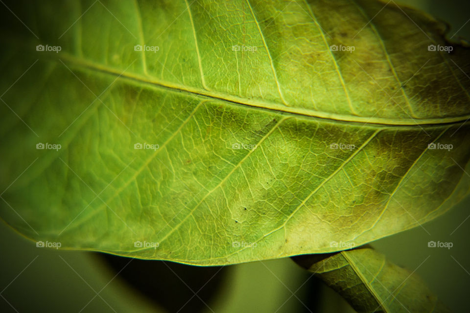 leaf