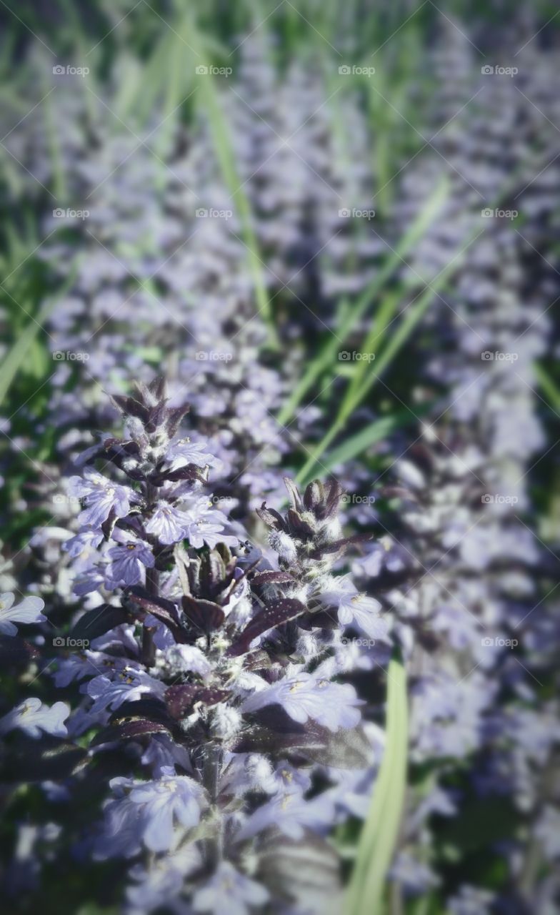 Flowers in the grass.
