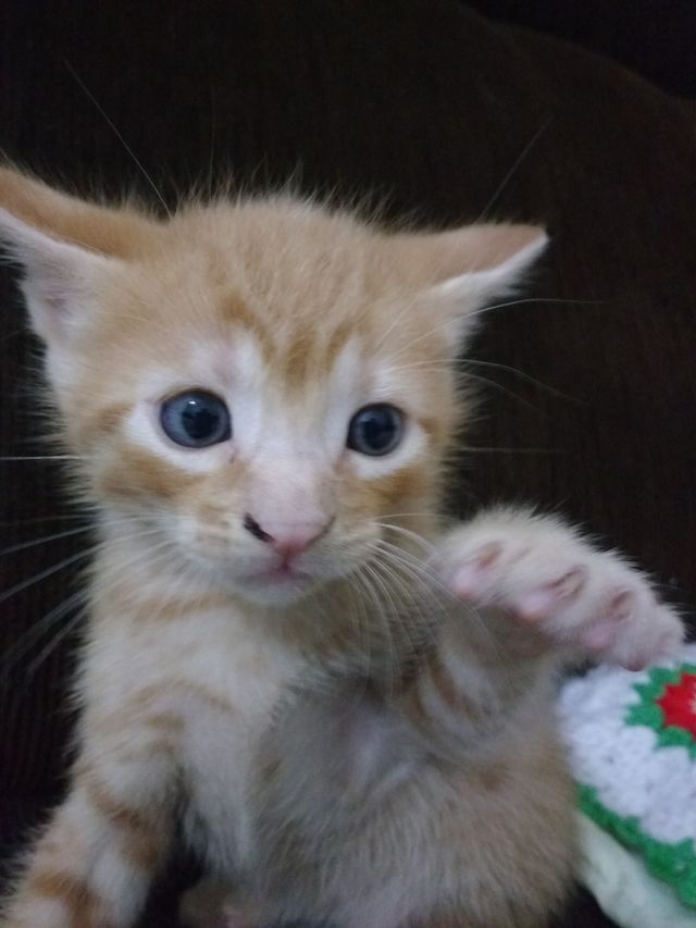 cat