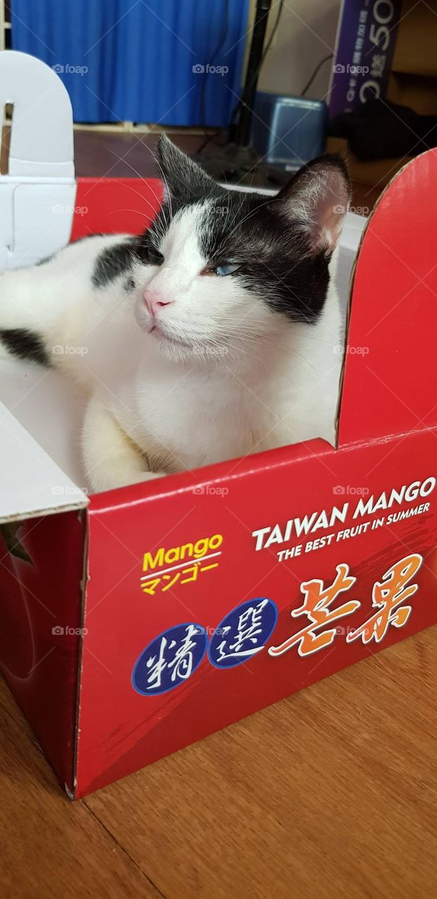Selected Taiwan Mango🤣