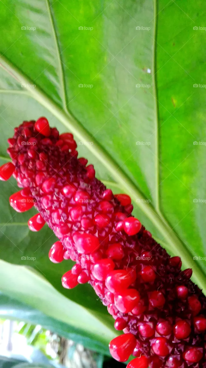 green and red