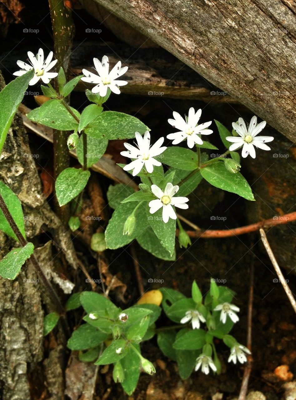 Spring flowers