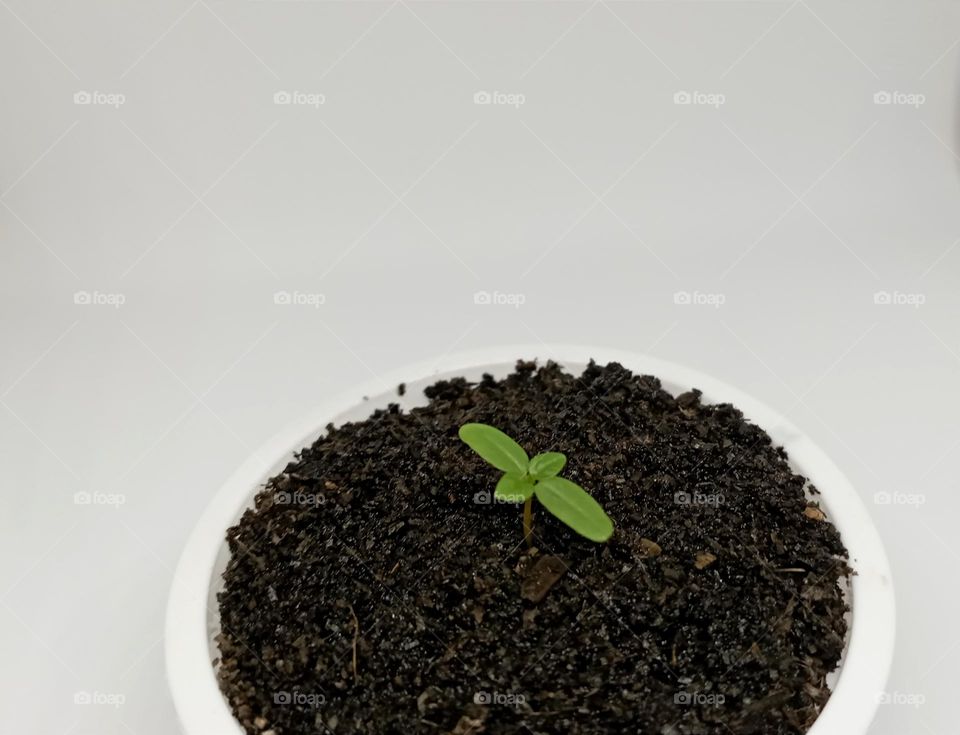 Growing tree from seed in the reusable ice cream cup