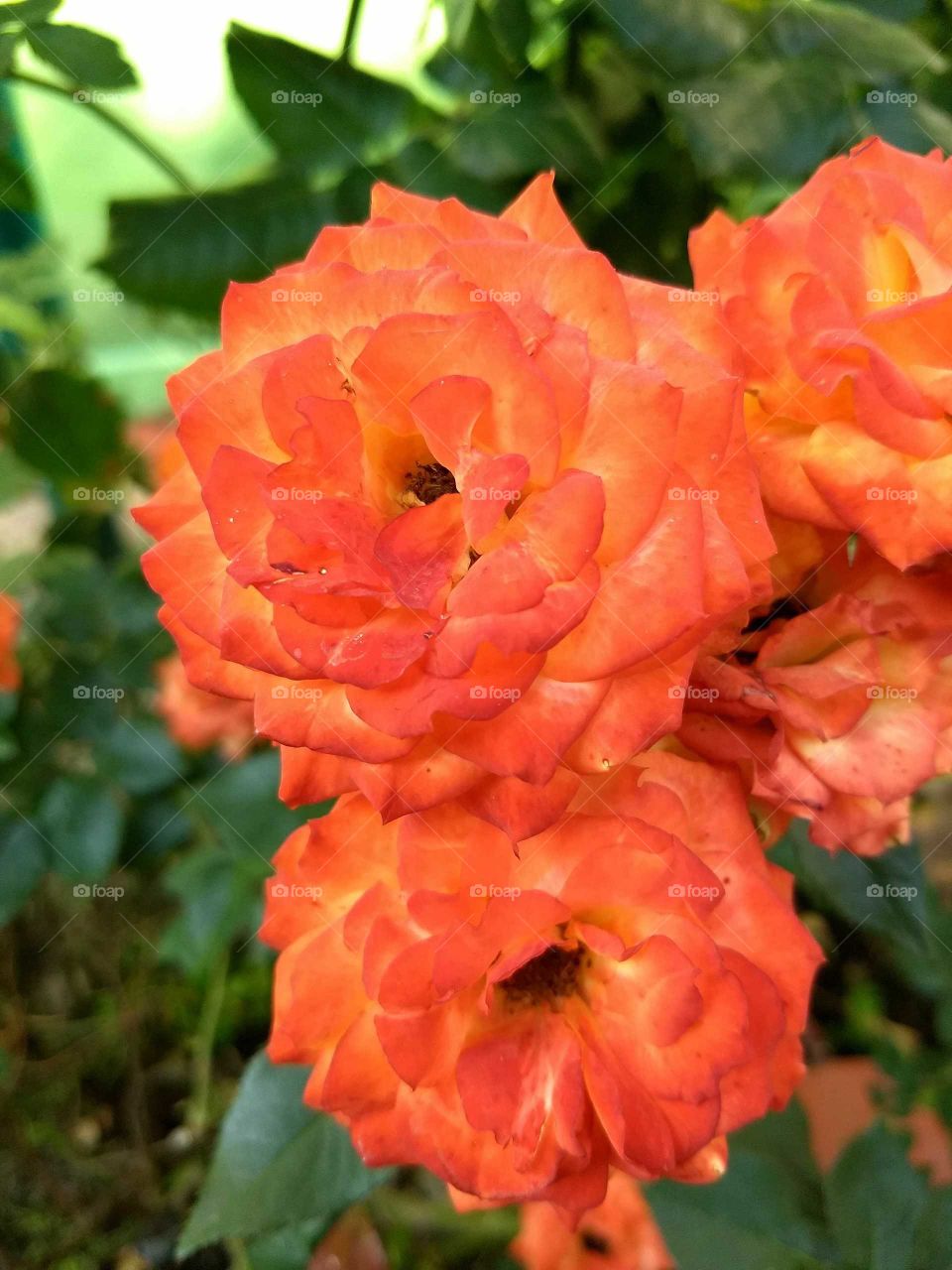 flor anaranjada