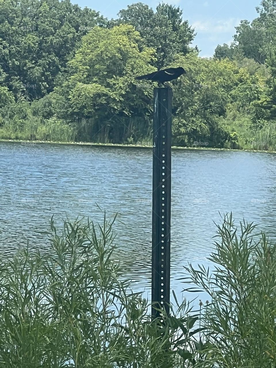 Oakhurst Forest Preserve 