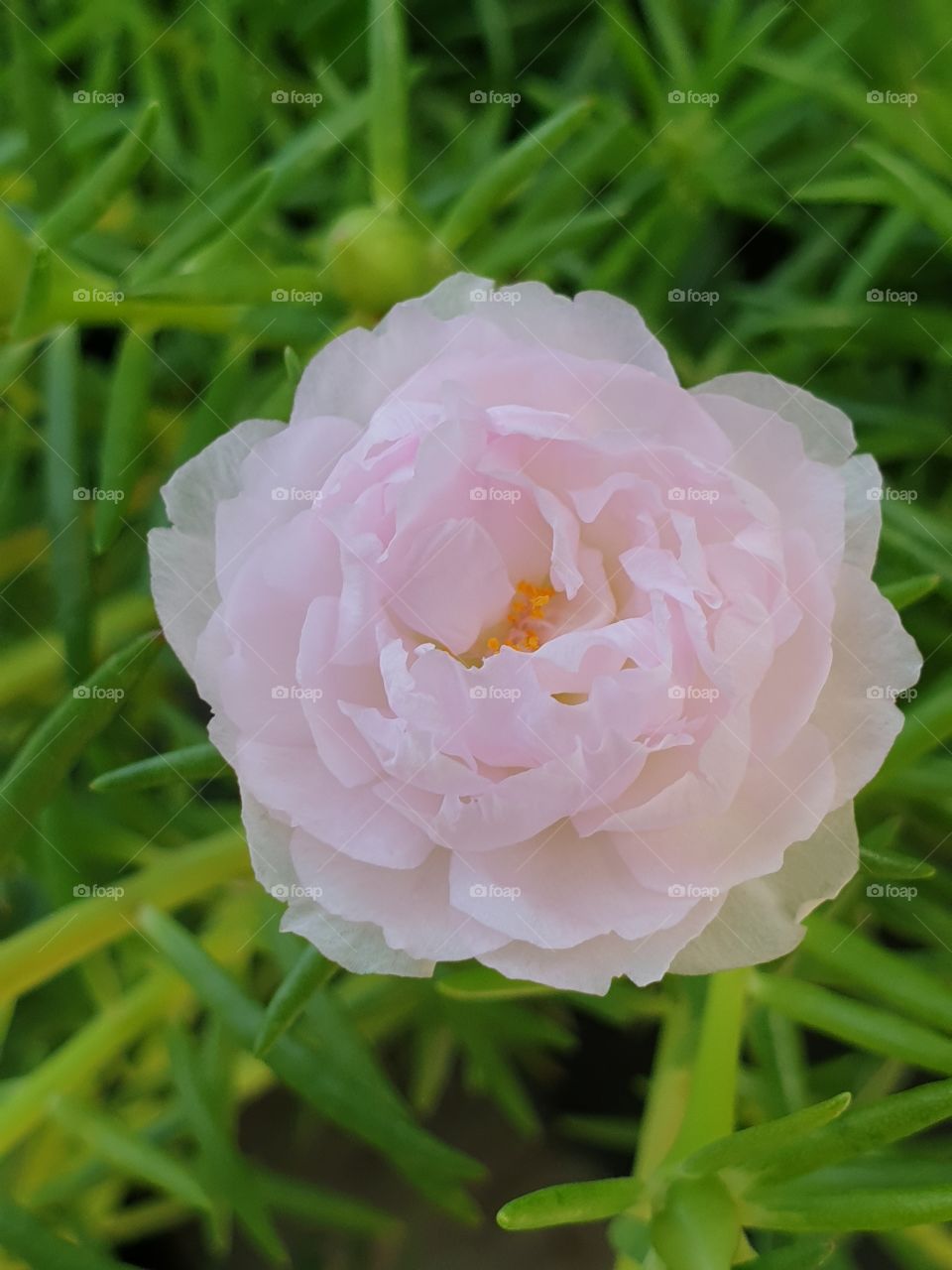 the portulaca grandiflora