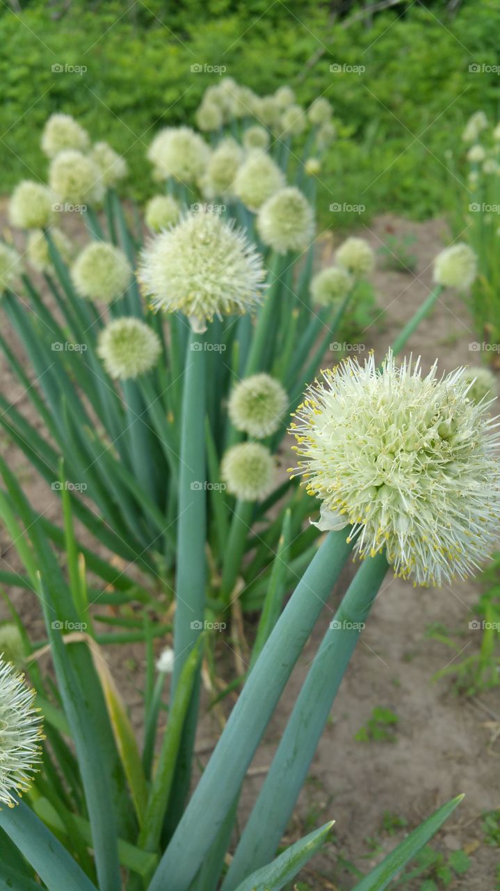 the onion garden in the late afternoon