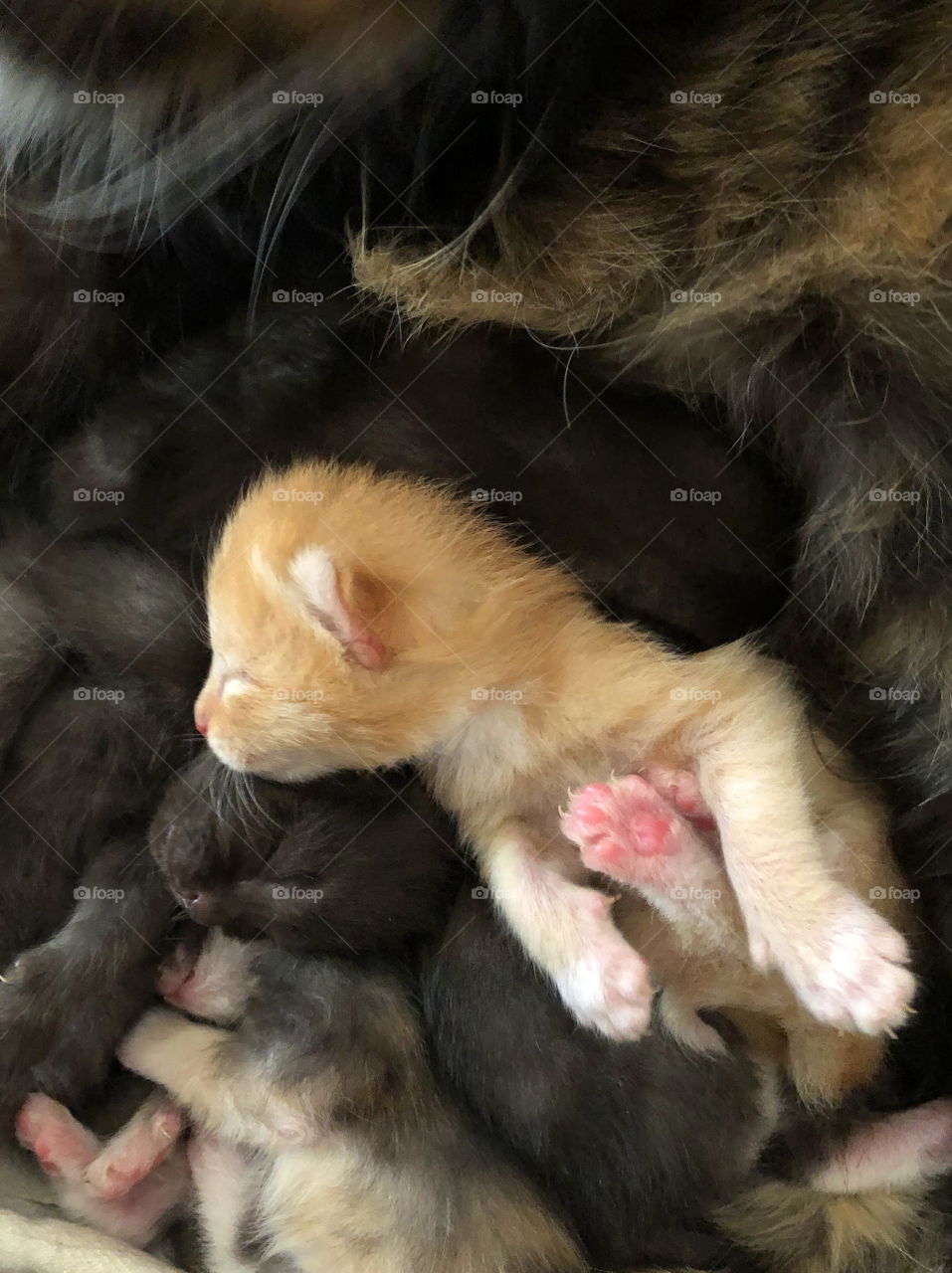 Sleeping cute kitten