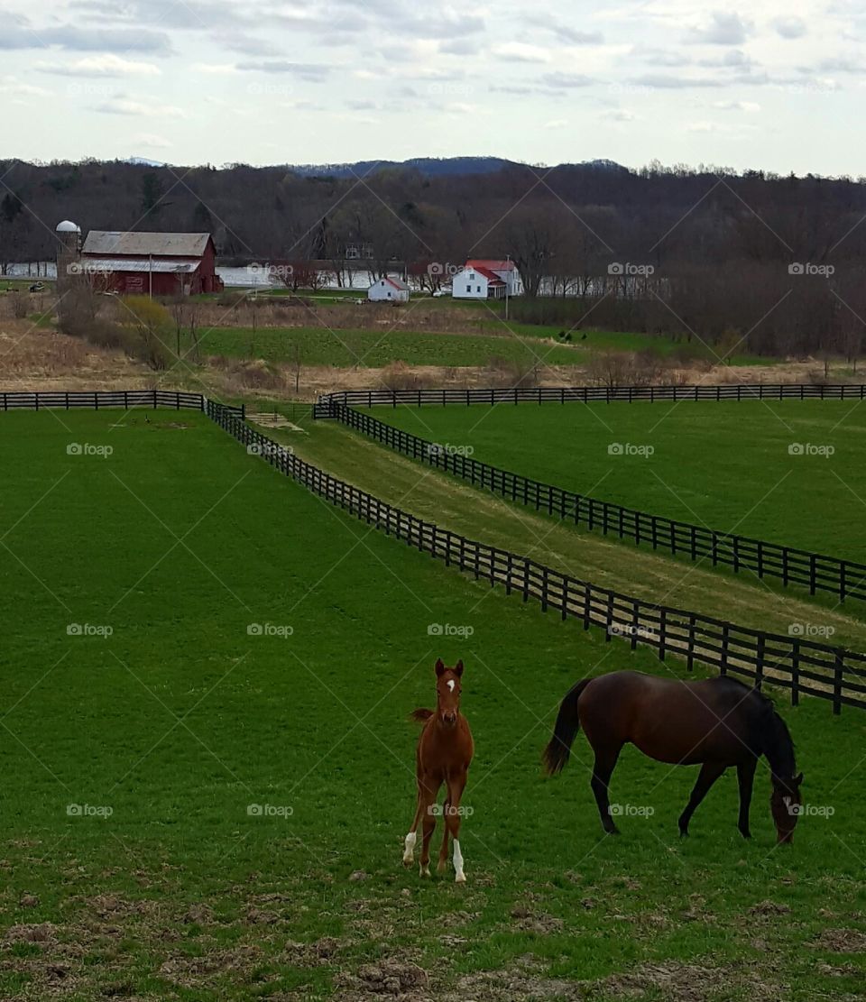 Cavalry, Horse, Mammal, Farm, Agriculture