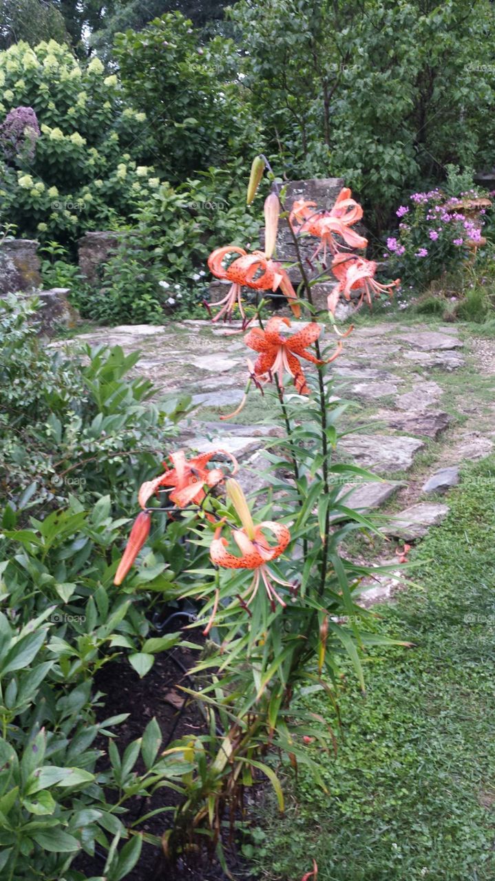Tiger lily. Beautiful orange tiger  lilies surrounding water garden